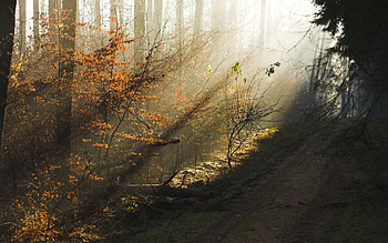 Plants, Landscape, Trees HD wallpaper