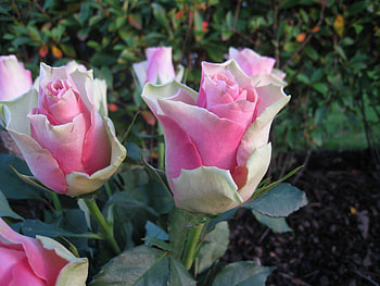 Roses, pink, graveyard, green HD wallpaper