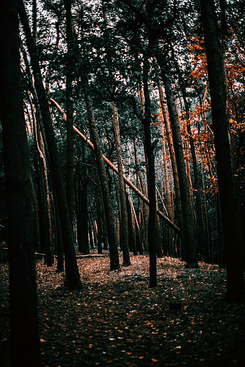 Landscape, Nature, Trees, Forest HD phone wallpaper