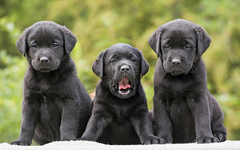 * Dogs *, dog, animal, dogs, animals HD wallpaper