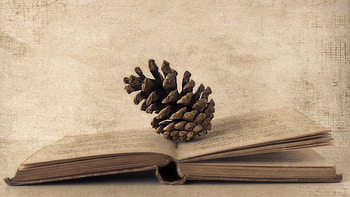 Book , Literary art, Book-themed backgrounds, Reading inspiration HD wallpaper