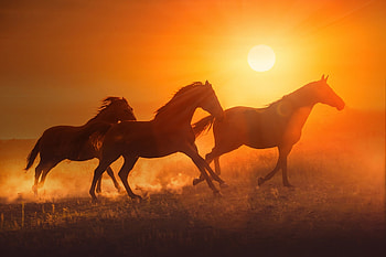 Horses, animal, beautiful, lovely, beauty HD wallpaper