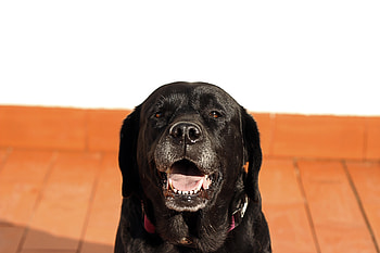 Animals, Dog, Muzzle, Labrador HD wallpaper