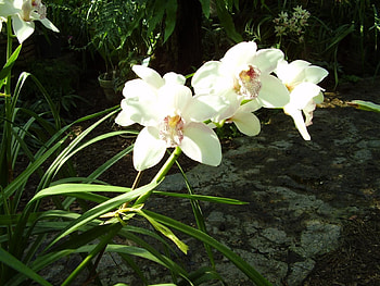 Flowers, Greens, Orchids, Sunny HD wallpaper
