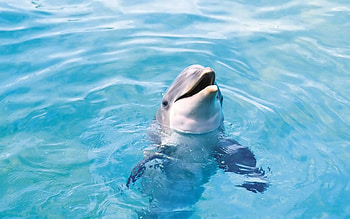 Dolphin, Majestic creatures, Marine life, Ocean environment HD wallpaper