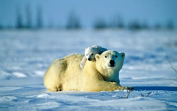 Animals, Snow, Young, Couple, Pair, Bear, Care, Joey, Polar Bear HD wallpaper