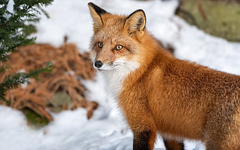 Fox, animal, winter, snow HD wallpaper