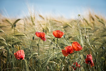 Beautiful red poppies blooming in a lush wheat field under clear blue skies. HD wallpaper