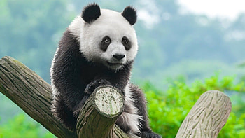 Panda , beauty, Laptop delight, charm HD wallpaper