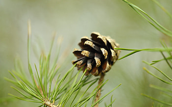 Pine Tree HD wallpaper
