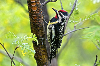 Yellow-bellied sapsucker, Woodpecker HD wallpaper