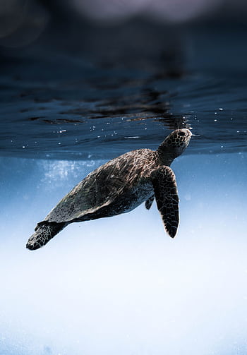 Serene sea turtle gliding through clear ocean waters with sunlight filtering through. HD phone wallpaper
