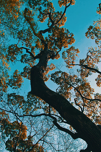 Japan, Nature, Wood, Park, Tree, Branches, Bottom View HD phone wallpaper