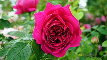 Close-up of a vibrant pink rose in full bloom surrounded by green leaves in a garden setting. HD wallpaper