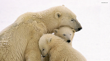 Polar bear cubs cuddling mother, Carnivorous bear, Arctic circle, Ursus maritimus, Sister species of the Brown bear HD wallpaper