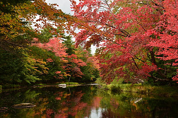 Beautiful Autumn, autumn, nature, lake, tree HD wallpaper