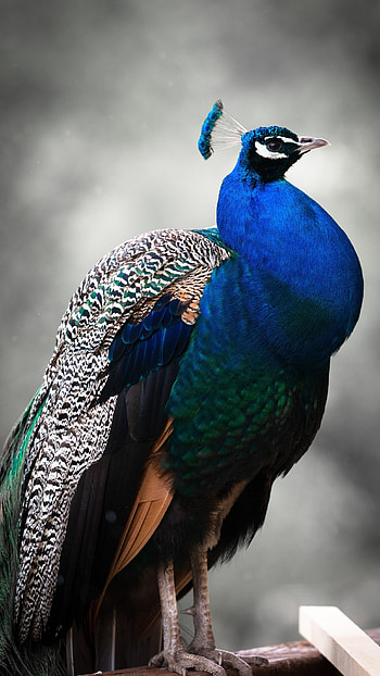 Peacock, Beautiful Peacock Bird HD phone wallpaper