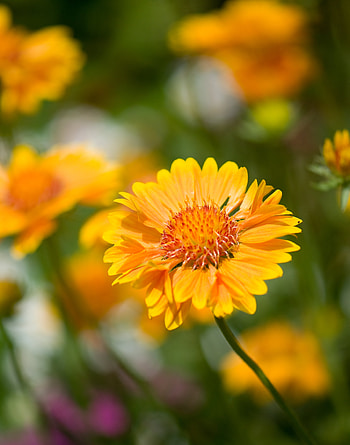 Flower, Macro, Blur, Smooth, Flower Bed, Flowerbed HD phone wallpaper