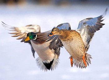 Flying Ducks, cool HD wallpaper