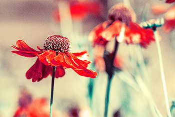 Flowers, Flower, Petals, Bud, Blur, Smooth HD wallpaper