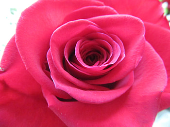 Rose Petals, Petals, Roses, Blooms, Flowers, Nature, Flora HD wallpaper
