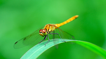 Green dragonfly, Vibrant aerial view, animal graphy, Eye-catching background HD wallpaper