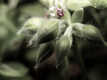 Flower, Macro, Young, Bloom, Flowering, Velvety HD wallpaper