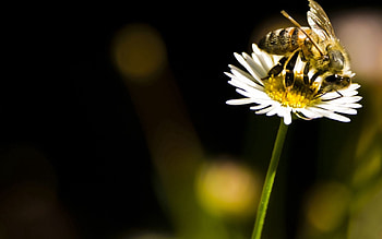 Flower, Macro, Insect, Bee, Pollination HD wallpaper