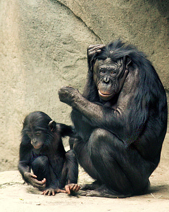 Bonobo, Endearing primate species, Animal HQ , bonobo HD phone wallpaper