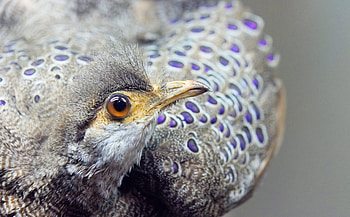 Animals, Bird, Beak, Color, Peacock HD wallpaper