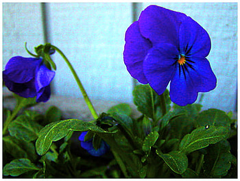 Royal pansies, blue, pansies, leaves, green, flowers HD wallpaper