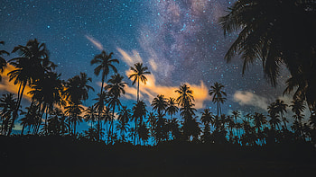Tropical Palm Trees Lake , lake, trees, nature HD wallpaper