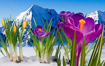 First Signs of Spring, landcape, petals, blossoms, snow, mountains, crocuses HD wallpaper