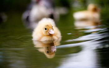 Animals, Water, Kid, Tot, To Swim, Swim, Duckling HD wallpaper