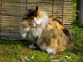 My bath..., animal, kitten, cat, feline HD wallpaper