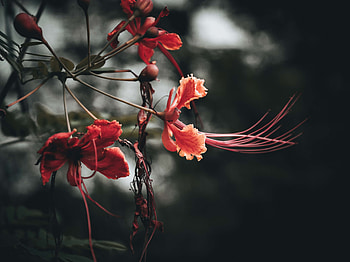 Flowers, Leaves, Branches, Buds HD wallpaper