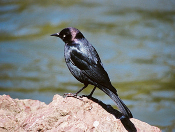 Black Bird, cool, black, bird HD wallpaper