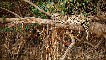 Jaguar Is Lying Down On Tree Branch In Forest Background Jaguar HD wallpaper