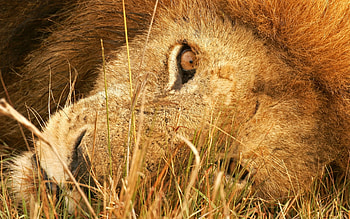 The Eyes, africa, animals, cats, eyes, lion HD wallpaper