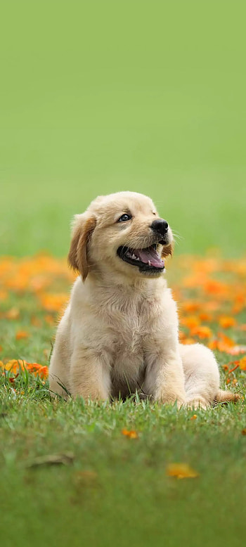 Best Friend, companion dog, dog breed HD phone wallpaper