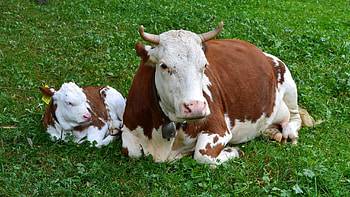 Mother and calf, Cow HD wallpaper