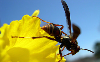 Wasp , Insect beauty, Nature's tiny warriors, resolution HD wallpaper