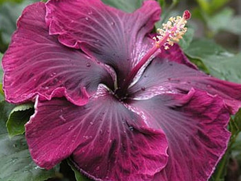 Exotic Hibiscus, hibiscus, close up, petals, flower HD wallpaper
