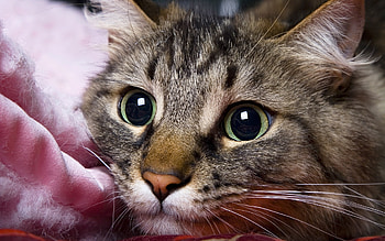 Animals, Cats HD wallpaper