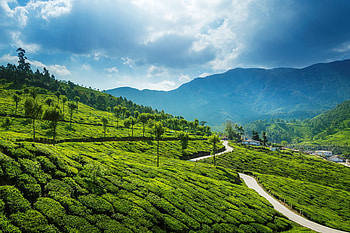 Munnar, Kerala HD wallpaper