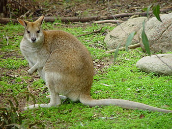 WATCHING WALLABY, cute, nature, wallaby, rocks HD wallpaper