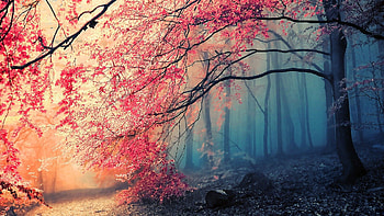 Japanese maple, red and blue HD wallpaper