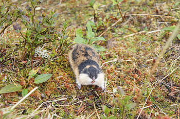 Lemming, Norway lemming, Arctic lemming, Stunning wildlife HD wallpaper