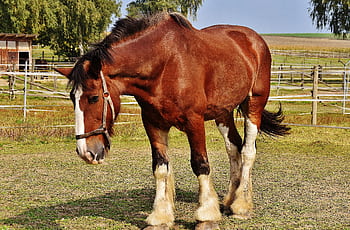 Close-up of a Clydesdale horse standing in a sunny rural pasture with a harness. HD wallpaper