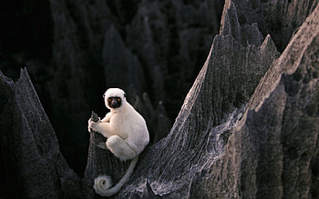 Animals, Stones, Sit, Lemur HD wallpaper